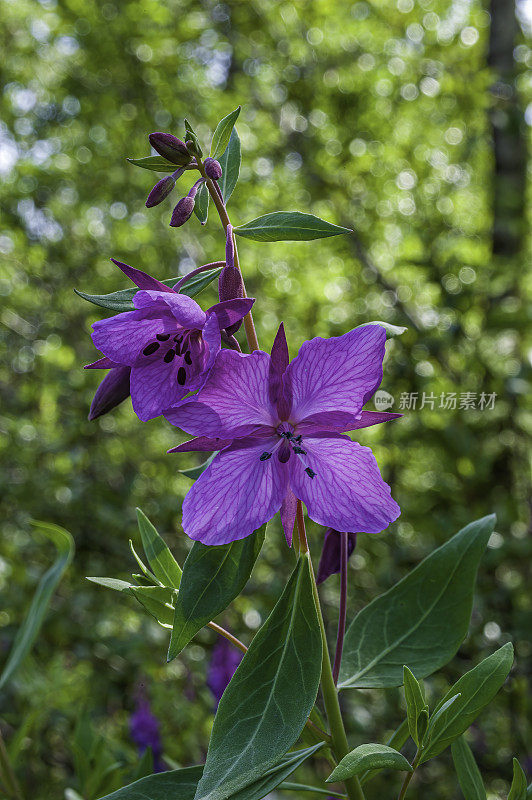 阔叶Chamaenerion latifolium(原名Epilobium latifolium，也叫阔叶chamamerion)，河美杂草，矮杂草，河美柳树。冰川湾国家公园;阿拉斯加。柳叶菜科。